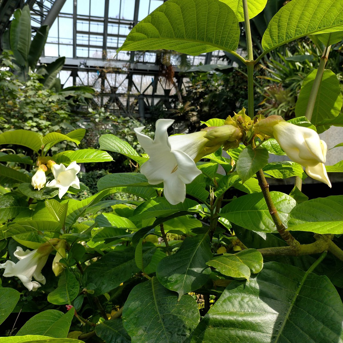 大阪府立花の文化園 植物園 公式 ボーモンティア グランディフローラ 場所 大温室 滝周辺 夕顔 エンジェルストランペット に 似ているようなアイボリー 象牙色 の大きなお花です つる性で元気一杯 沢山花芽をつけています J ボーモンティア