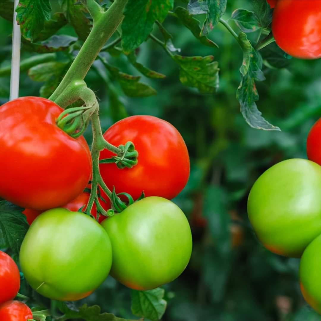 #FarmTips
How to grow Tomatoes at home: 
-Use a large pot or container with drainage holes
-Use loose, well-draining soil
-Plant one tomato plant per pot and give each at least 6 hours of sun per day.
-Keep soil moist