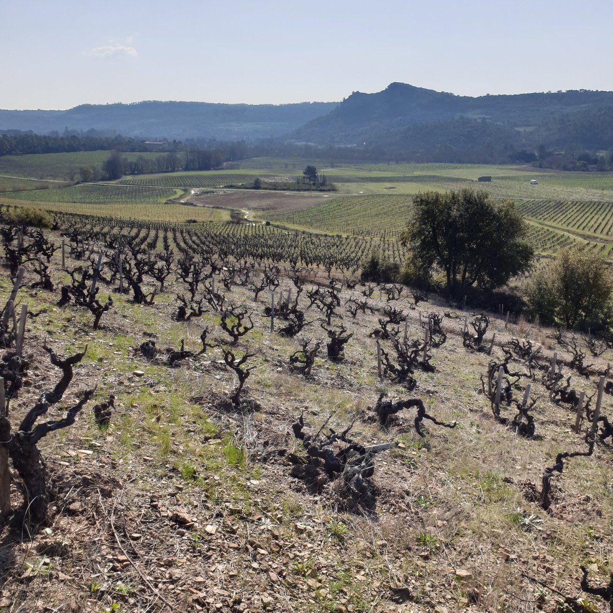 baptiste_ross's tweet image. Visite en @SaintChinian au domaine @Paissels. Jus sublimes et paysage magnifiques!
.
.
📸 Parcelle de 60 cépage anciens

@VinsduLanguedoc
@CrtlOccitanie @LanguedocWines
@VI_Herault

#sommelierdanslevignoble