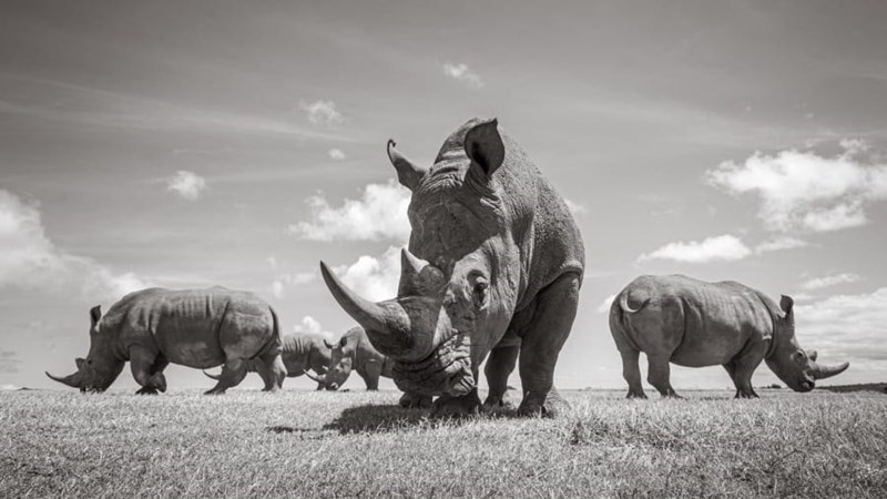 Носорог все выступления. Урс Фишер носорог. Африканский черный носорог. Носорог красивый. Стадо Носорогов.