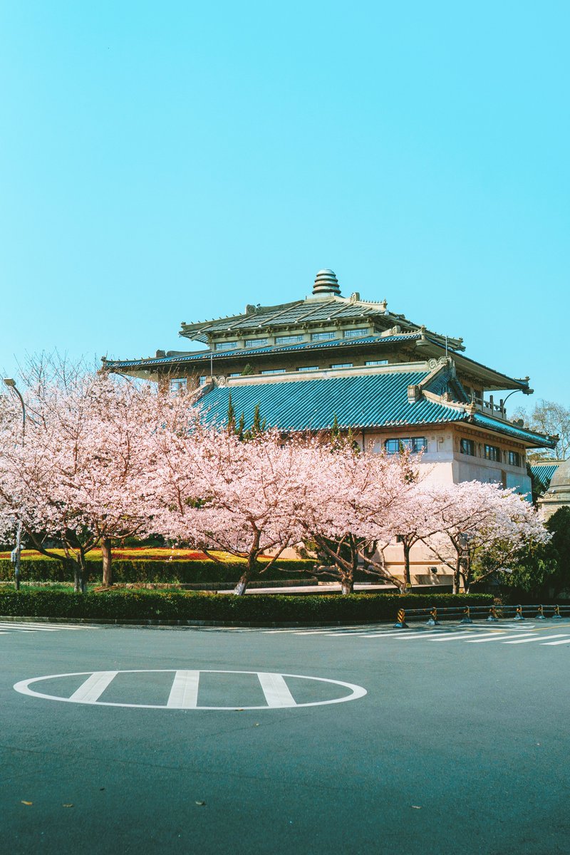 visit_wuhan's tweet photo. Walking on the avenue full of cherry blossoms, it seems that you can touch them as soon as you raise your hand. All the way dare not speaking out of turn, for afraid of expelling the excitation in the air, leaving gentleness all over the ground.
#springinwuhan #colorfulwuhan https://t.co/c4rIBikLhy