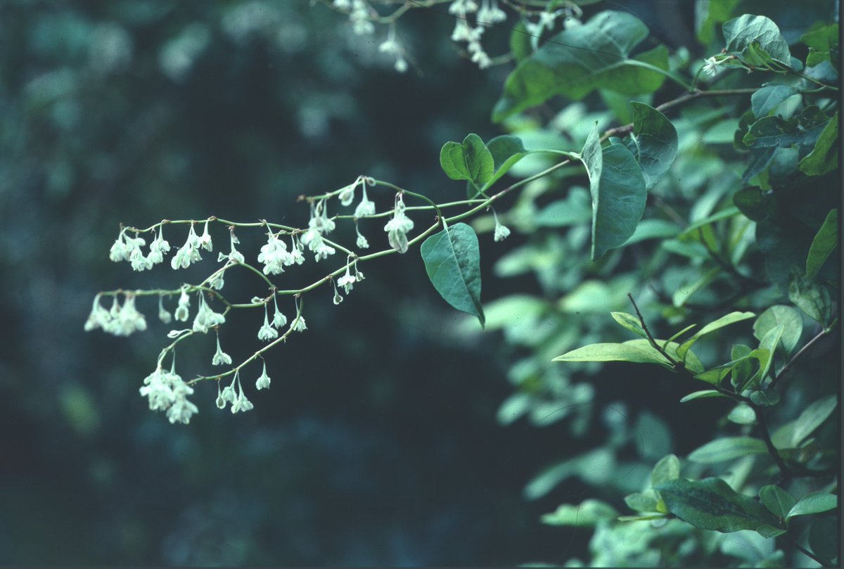 Read David Bevan's latest column where he reflects on the early years of the Railway Fields Local Nature Reserve in "Railway Fields - the early years" at muswellhillgardeners.co.uk/newsstories.ph… #parks #davidbevan #railwayfields #naturereserve #london
