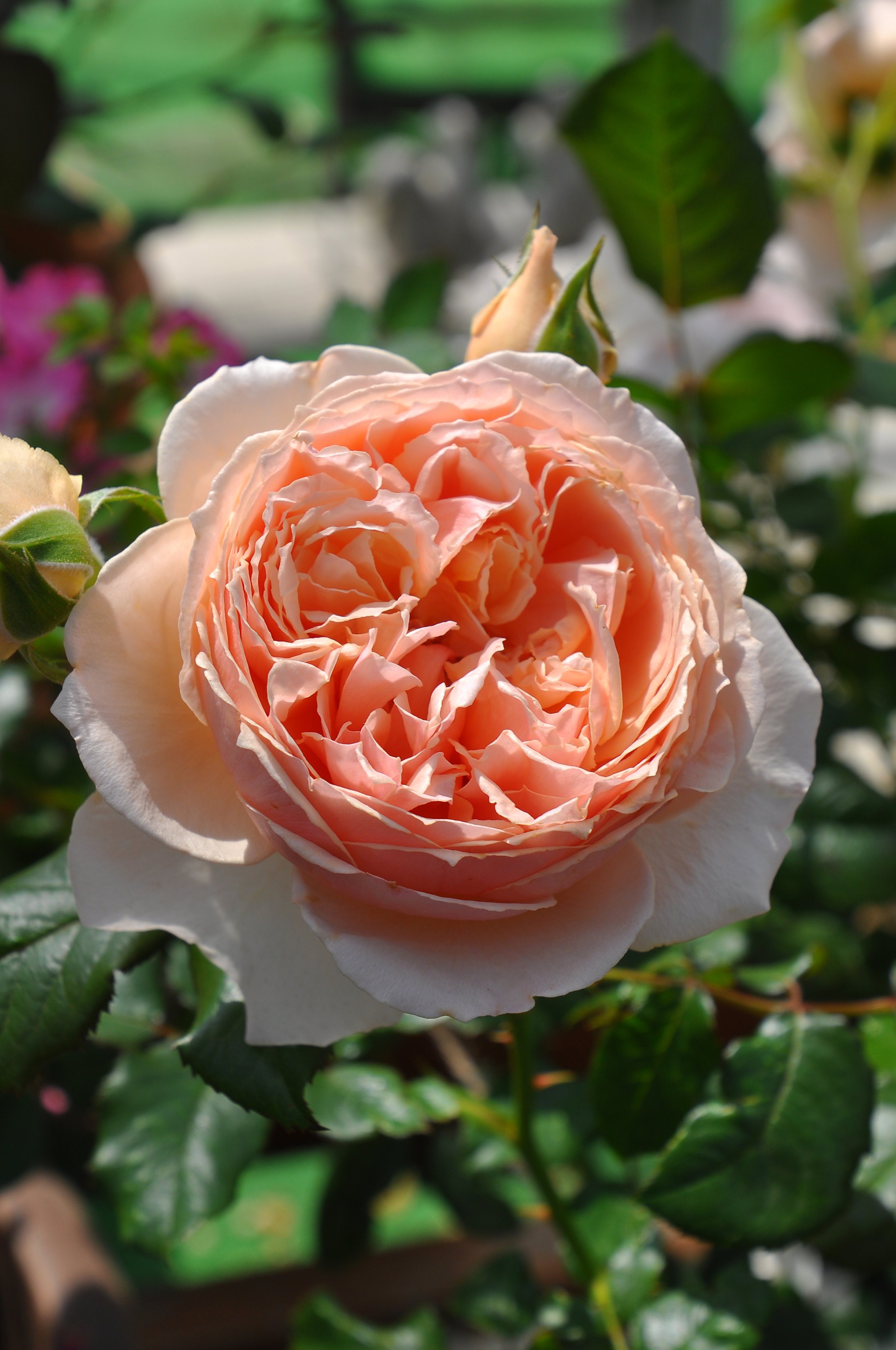 バラの家 公式本店 Rosa Orientis 真宙 Masora アプリコット色の花色にコロンとしたカップ咲きの優雅で可愛らしい中輪花 濃厚なフルーツの香りも魅力 タイプ２ 公式本店 T Co Wz0huoqdgg 楽天店 T Co Xij3ckj5s2 T Co