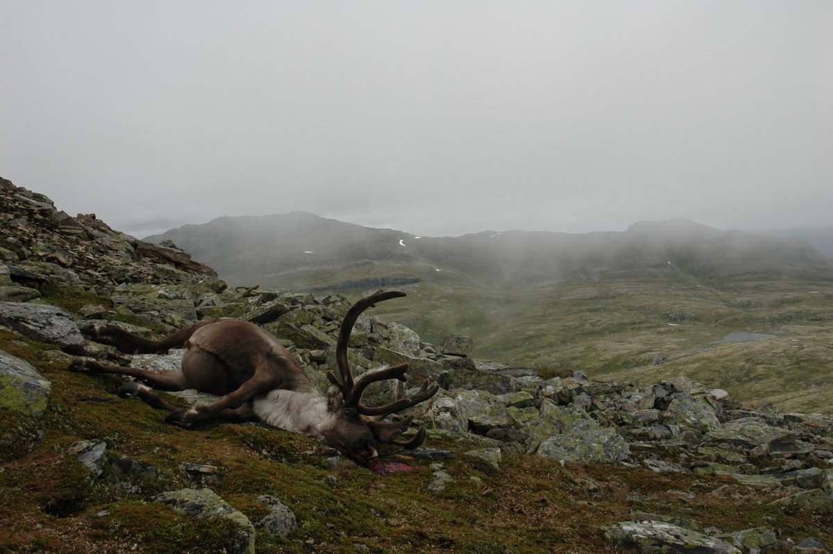 New paper: What is the likelihood to remove CWD by chance in an early epidemic stage? Not so high, unless extreme harvest rates. Sad background - CWD detected in our largest population of reindeer. Thanks <a href="/anyadoc/">Aniruddha Belsare</a> for the collaboration!
royalsocietypublishing.org/doi/10.1098/rs…
