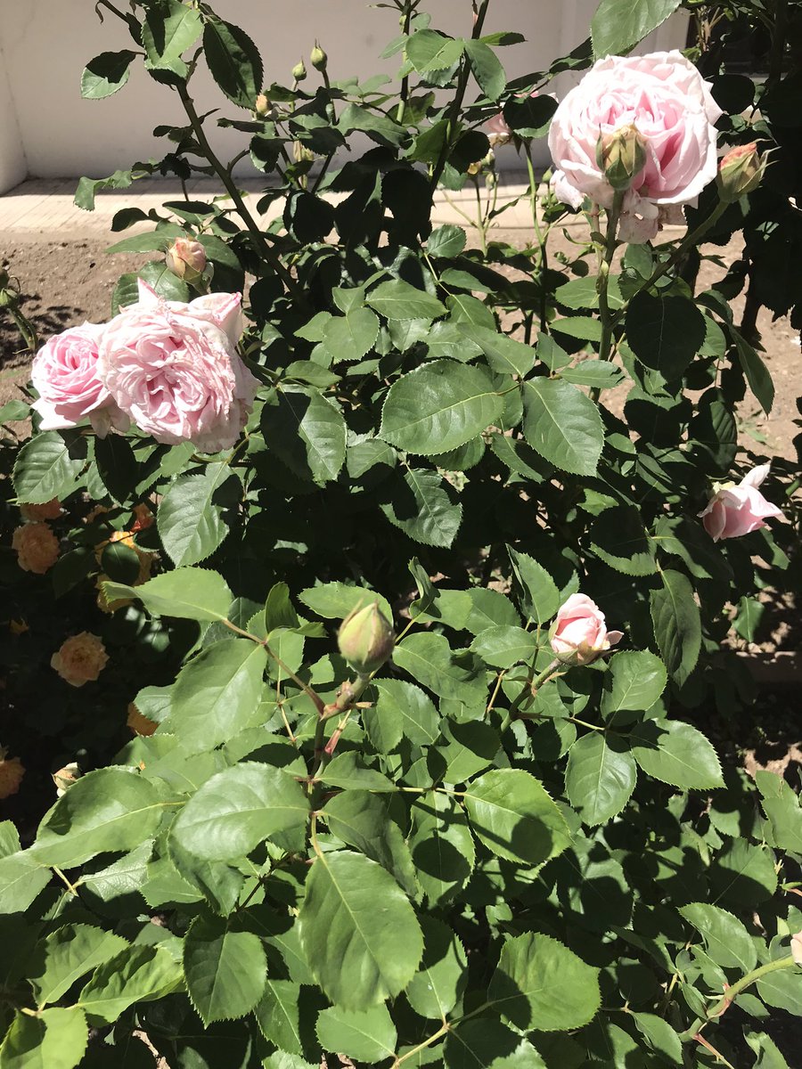 Kalpten ettiğimiz tüm dualarımız kabul olsun 🤲

Kandiliniz mübarek olsun

#mirackandili 

Hayırlı bereketli günler __

__Günaydın🌹