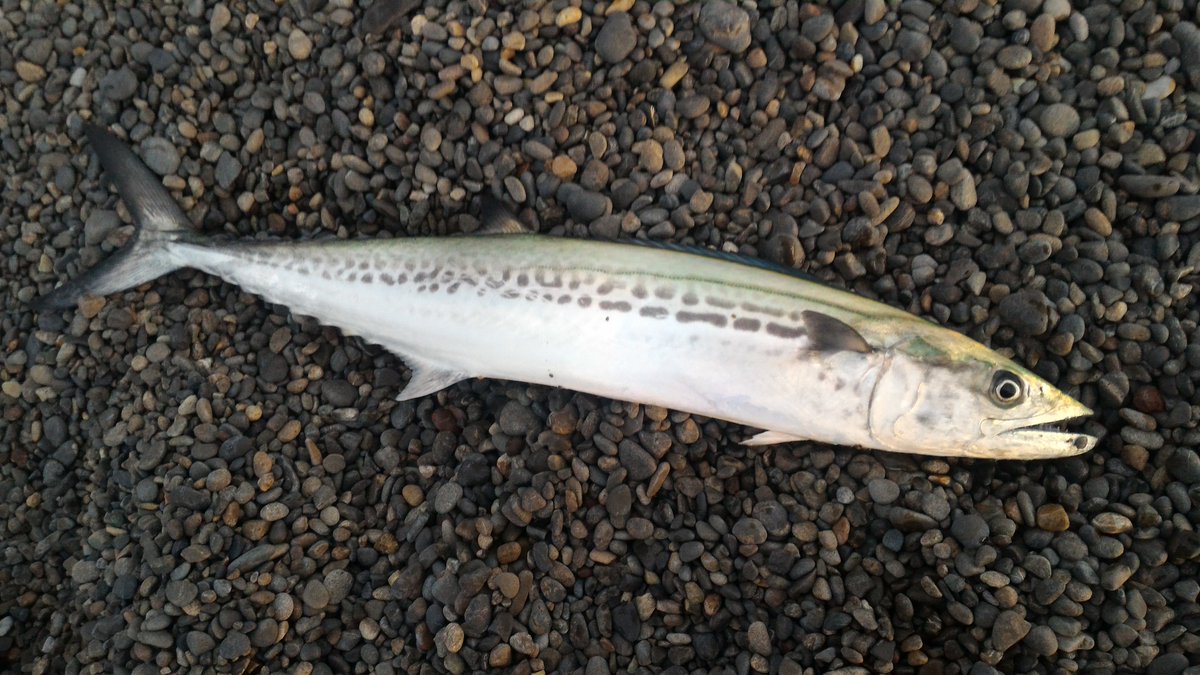 和歌山県 冬が旬のサワラ 魚 へんに 春 と書いて鰆 サワラ 関東では冬の12月から2月が旬 とされ 和歌山など関西では3月から5月が旬とされているそう 大型の腹身はピンク色で やわらかな身の刺身は最高のごちそうです 和歌山県 冬が旬のサワラ 魚 へんに 春 と書いて鰆 サワラ 関東では冬の12月から2月が旬 とされ 和歌山など関西では3月から5月が旬とされているそう 大型の腹身はピンク色で やわらかな身の刺身は最高のごちそうです