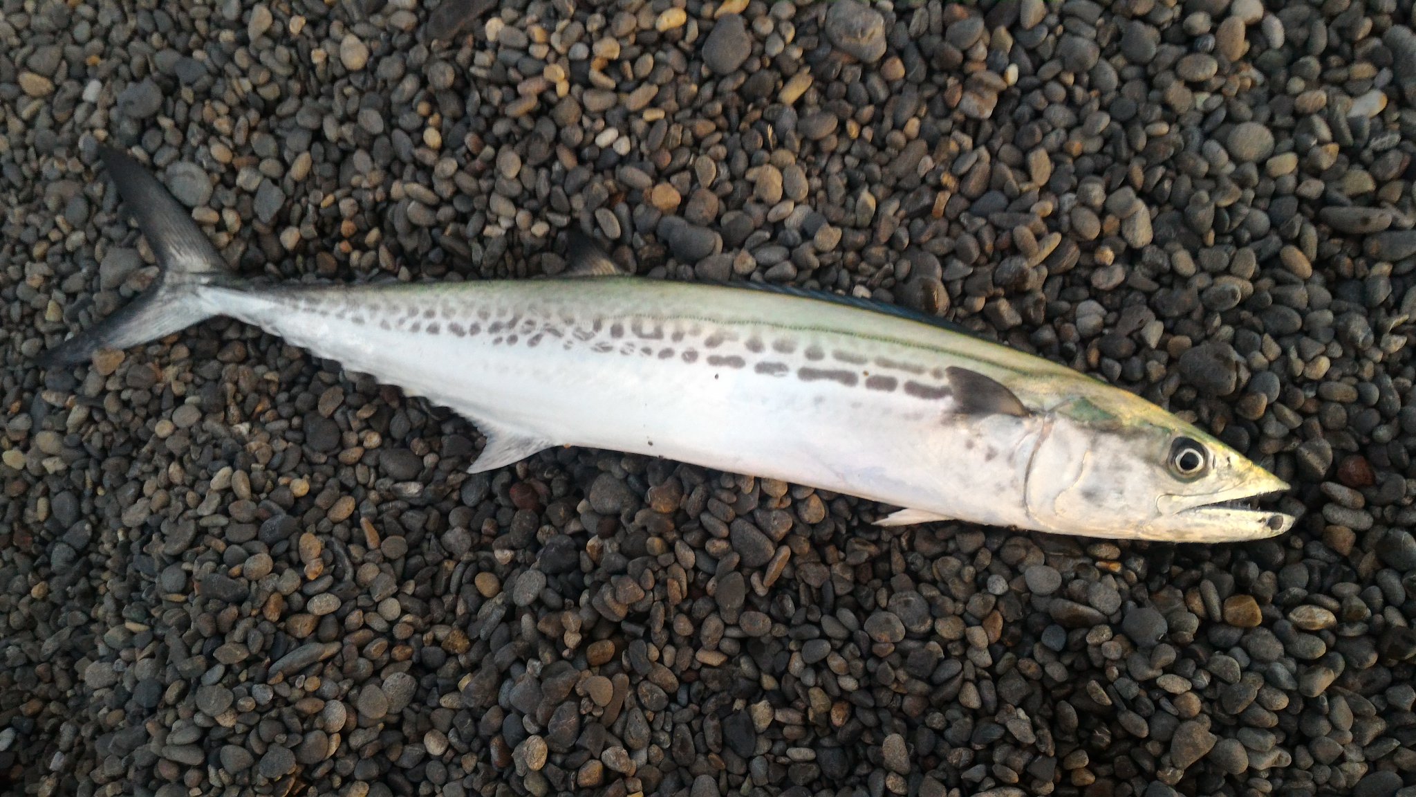 和歌山県 冬が旬のサワラ 魚 へんに 春 と書いて鰆 サワラ 関東では冬の12月から2月が旬 とされ 和歌山など関西では3月から5月が旬とされているそう 大型の腹 和歌山県 冬が旬のサワラ 魚 へんに 春 と書いて鰆 サワラ 関東では冬の12月から2月が旬 とされ 和歌山など関西では3月から5月が旬とされているそう 大型の腹