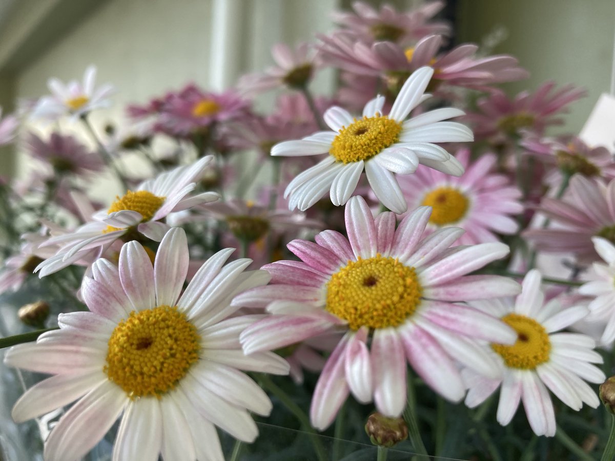 かず2493 على تويتر マーガレット 春になると いろんな花 が咲き出すのが嬉しい マーガレット 花 花が好き 春 写真好きな人と繋がりたい ファインダー越しの私の世界