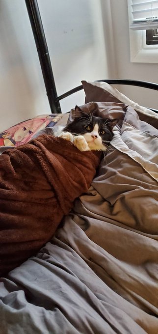 Cat burrito https://t.co/Q2cOYnZVm9