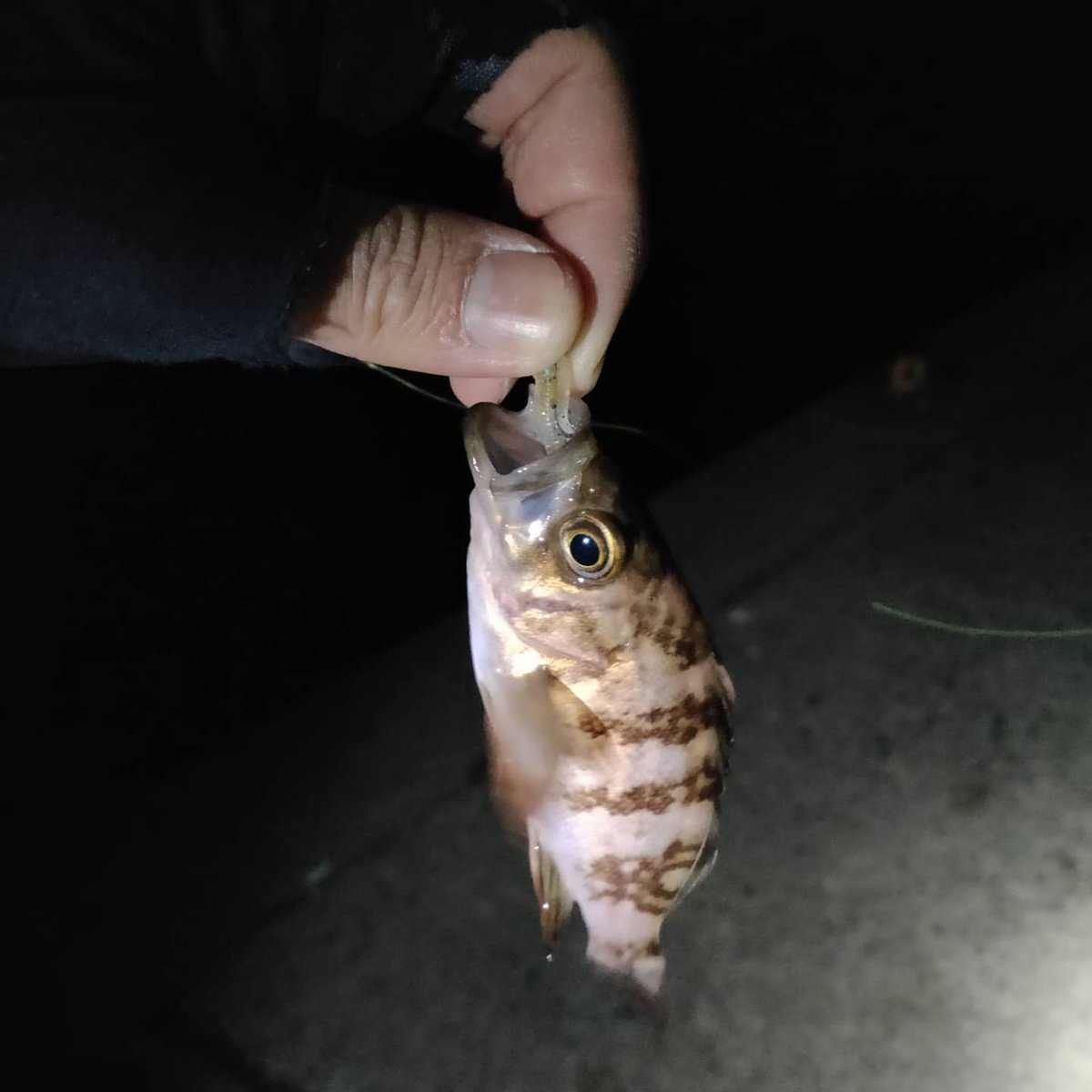 釣りメンぱぱ 早春の知多アジング 知多半島でアジング調査してきました 結果はご覧の通り 笑 知多メバリングしてきました 愛知県 知多半島 知多アジング メバリング 釣果情報 アジング アジ メバル カサゴ タケノコメバル ピピン アジ 釣りメンぱぱ 早春の知多アジング 知多半島でアジング調査してきました 結果はご覧の通り 笑 知多メバリングしてきました 愛知県 知多半島 知多アジング メバリング 釣果情報 アジング アジ メバル カサゴ タケノコメバル ピピン アジ