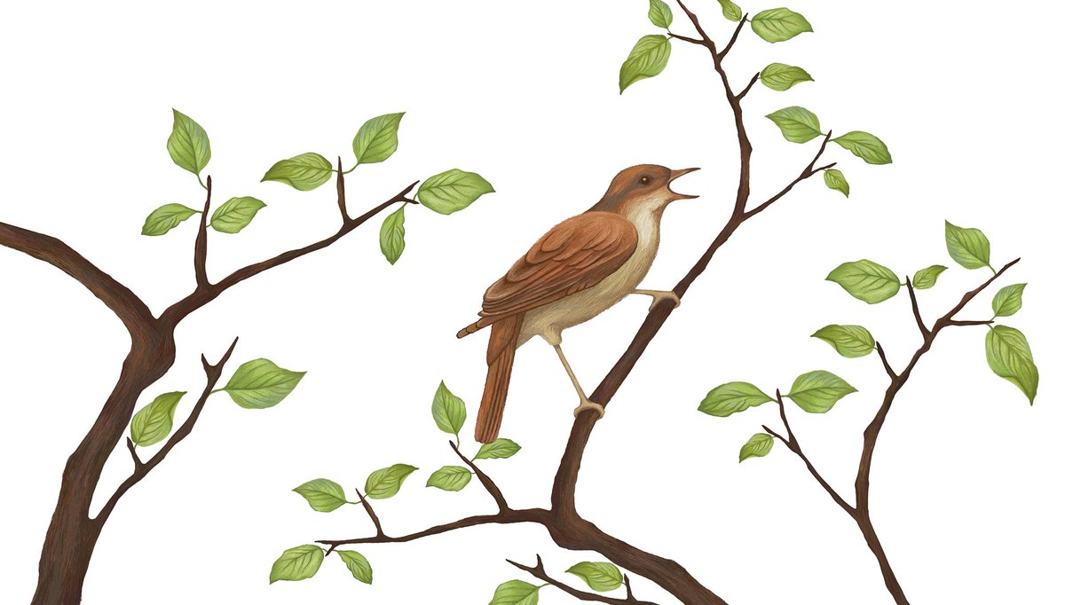 We are currently in the middle of the scientific evaluation of all the data collected. We will keep you up to date!
Thank you for your enthusiasm, your numerous recordings and your storys about our favourite bird. 
Please note that there are no events planned at the moment.