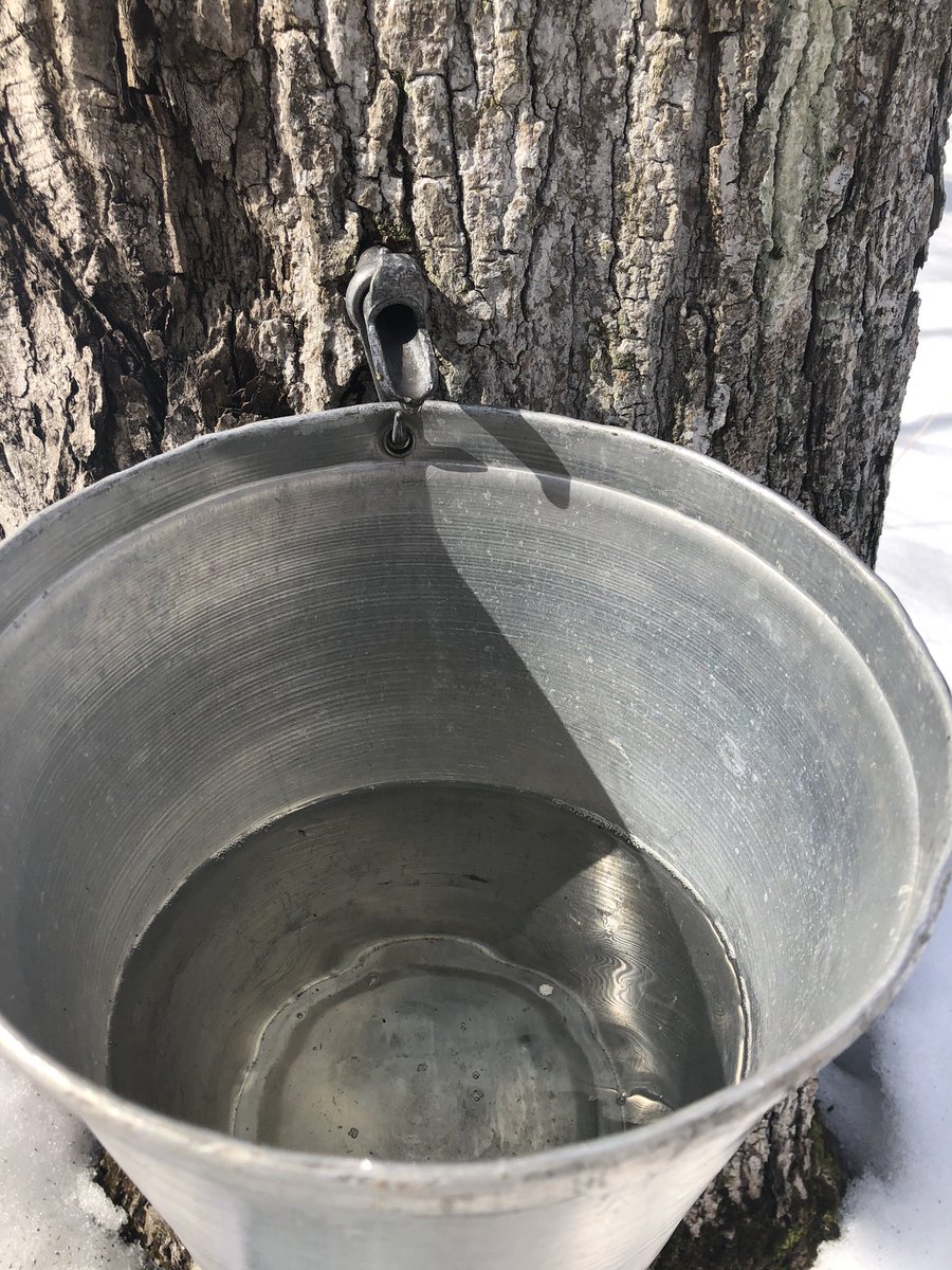 Sugarbush tours have begun!! It’s great to be able to connect students with the wonders of sweet water and connections to our natural spaces. #teachoutside <a href="/PeelSchools/">Peel District School Board</a> #springissosweet
