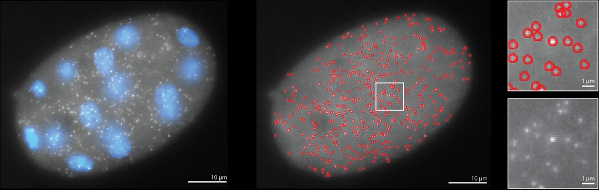 We are excited to share with you RS-FISH: Precise, interactive and scalable smFISH spot detection in @FijiSc using 3D Radial Symmetry: biorxiv.org/content/10.110… (1/8)