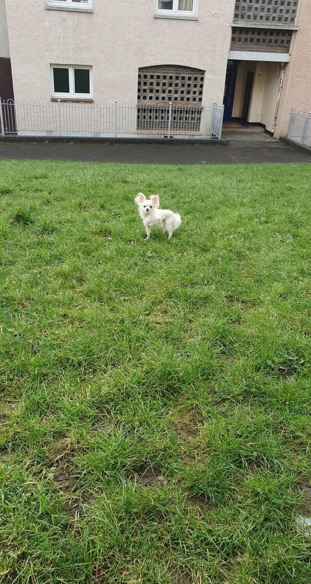 sharonbabes1's tweet photo. #MissingDogAlert #Edinburgh escaped from Calder last seen near busy road at roundabout by St Nicholas Church on Calder Road @edintravel https://t.co/dowSSk2L8N