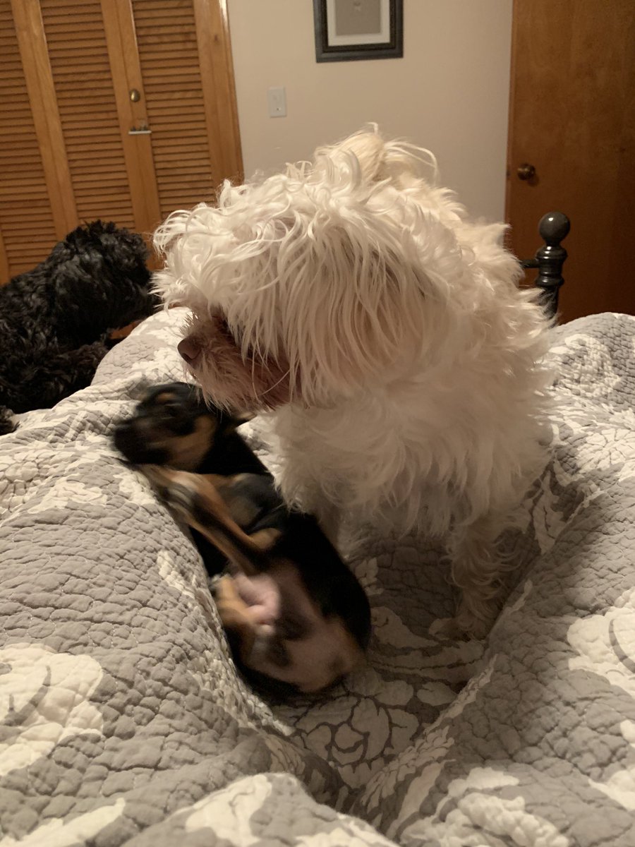 Did puppy. Always wanting to be next to me and in me face. 🙄