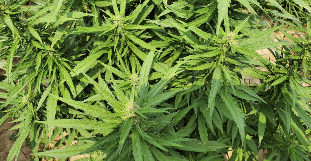 New hemp series addresses economic, legal considerations in Texas bit.ly/3v8nuH0 <a href="/TiffDowell/">TiffanyDowellLashmet</a>