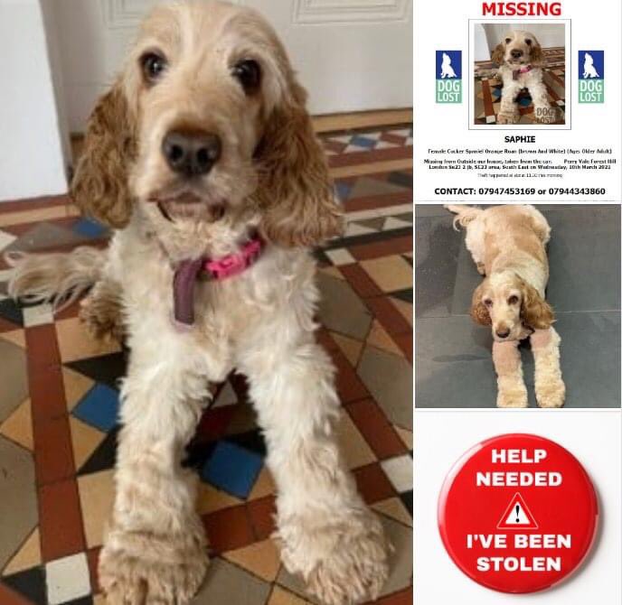 COPIED FB 🆘HELP🆘URGENT SHARES PLEASE FOR ELDERLY #SAPHIE #STOLEN FROM OWNERS CAR OUTSIDE HER HOME #PERRYVALE #FORESTHILL #LONDON SE23 TODAY 10TH MARCH @ APPROX. 11:30 A.M. SHE'S A SMALL PUP THAT OFTEN GETS MISTAKEN FOR A PUPPY!
#toohottohandle 
doglost.co.uk/dog-blog.php?d…