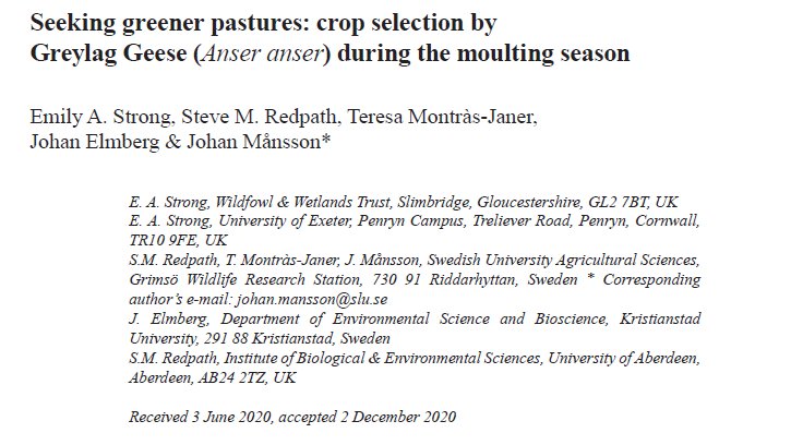 ...and we're live! My first 'first-author' paper on greylag goose field selection in agricultural landscapes is now available online on the @OrnisF website. Big thanks to my lovely co-authors for their invaluable advice and support! ornisfennica.org/pdf/latest/21S…