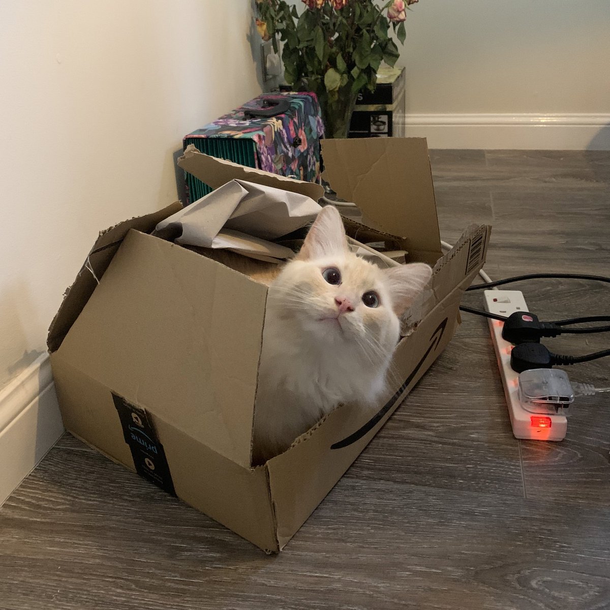 SignorDexter's tweet image. delivrie 💌