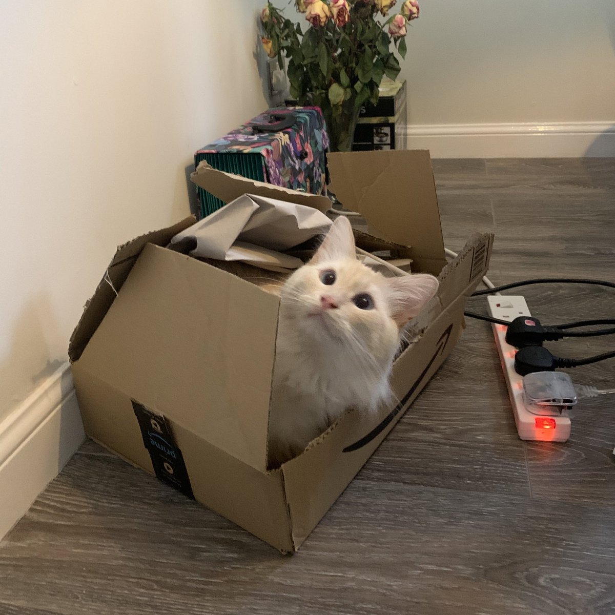 SignorDexter's tweet image. delivrie 💌