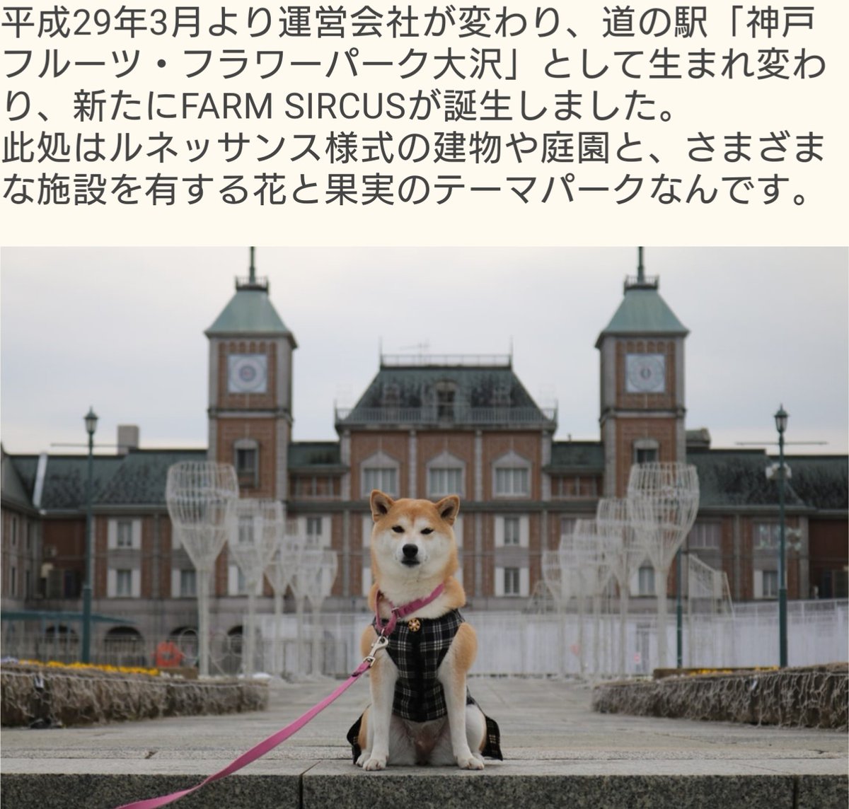 Monster Disorder もんでぃす フラワーパーク 茨城県 の犬 T Co Iwg3fvdhts T Co T6koebix5n