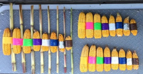 Pioneer Troy tweet media