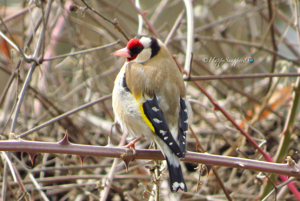 Beautiful European Goldfinch I saw yesterday 🐦 #TwitterNatureCommunity #birdwatching #birdphotography #bird https://t.co/cdZ5DCfjLB