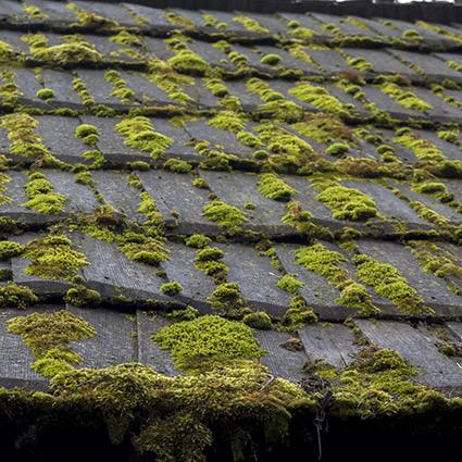 render_and's tweet image. ⭐ Are you tired of moss?
⭐ Gutters constantly blocked
⭐ Do your paths and drive look
      tired and dirty?
📞 Call our team today to find 
       out more