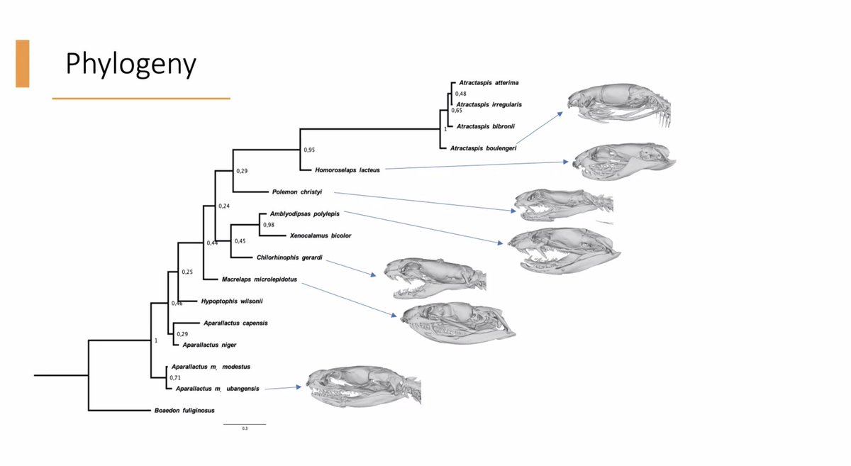 springsymposium's tweet photo. Nice talk by Sunandan Das who is investigating the evolution of Afro-Malagasy elapoids @springsymposium #SpringS21 https://t.co/1UP6Wm9nE8