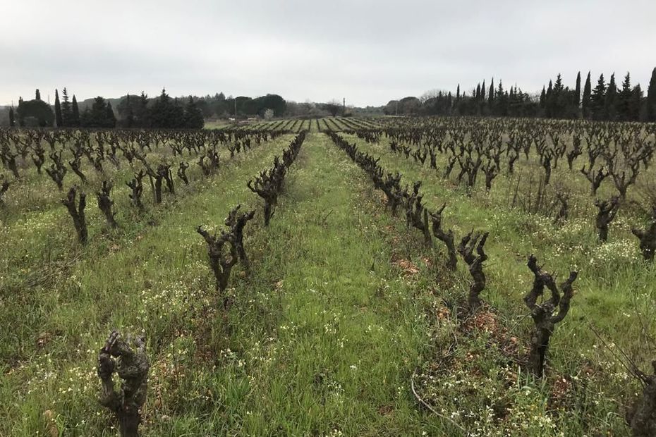 🌿🍇 L’Occitanie est la championne du vin bio : elle rassemble 38 % des surfaces viticoles bio françaises. Elle est aussi la première région de France pour le nombre de producteurs bio. Un phénomène lié à son climat sec et venté mais aussi à son terroir.  france3-regions.francetvinfo.fr/occitanie/viti…