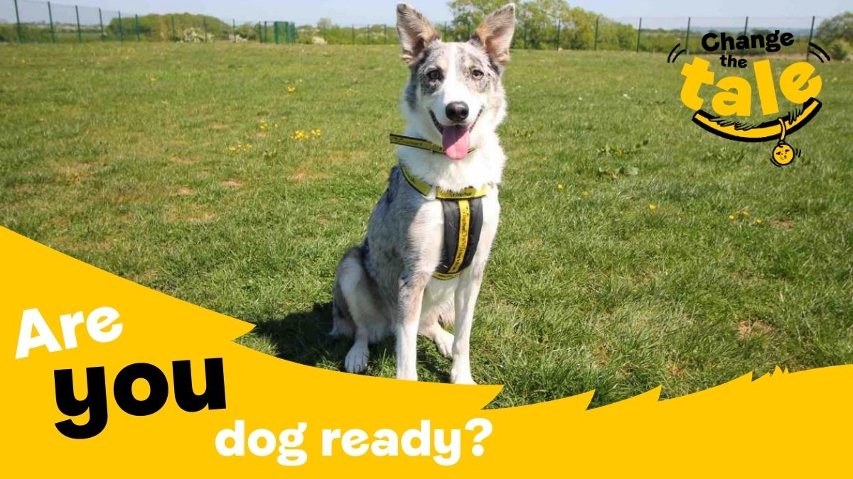 Dog ownership is wonderful - but it is also a huge responsibility! We're here to help! Take a look at our advice on getting dog ready, what do if you’ve just brought a pooch home, and how to help prepare them for life after lockdown ➡️ 
bit.ly/3bZGpLn
#ChangeTheTale