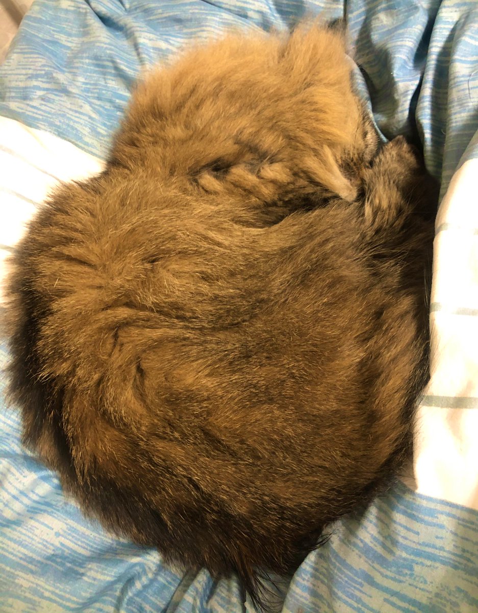 猫日記 Jw Twitter 猫日記 Jw Twitter