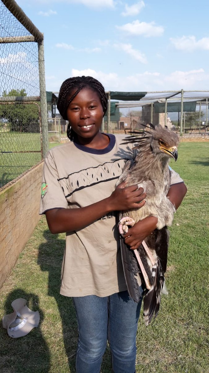 As we continue to celebrate #womeninconservation: we feature Merlyn Nomsa Nkomo

Merlyn Nkomo is an Ornithologist by profession, currently doing her Masters in Conservation Biology at the University of Cape Town under the Mandela Rhodes Scholarship. 
@merynomsa @BirdLifeAfrica