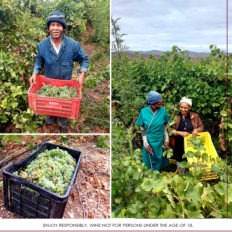 ConradieFamily's tweet photo. Harvest is in full swing in the Nuy Valley #handpicked with lots of smiles and excitement! 💚

#conradiepenhill #artisanalwines #worcesterwineandoliveroute #visitworcester_za #valleyoffriends #OnsLuvDieNuyVallei @BidfoodSA https://t.co/0NE6B7SJgh