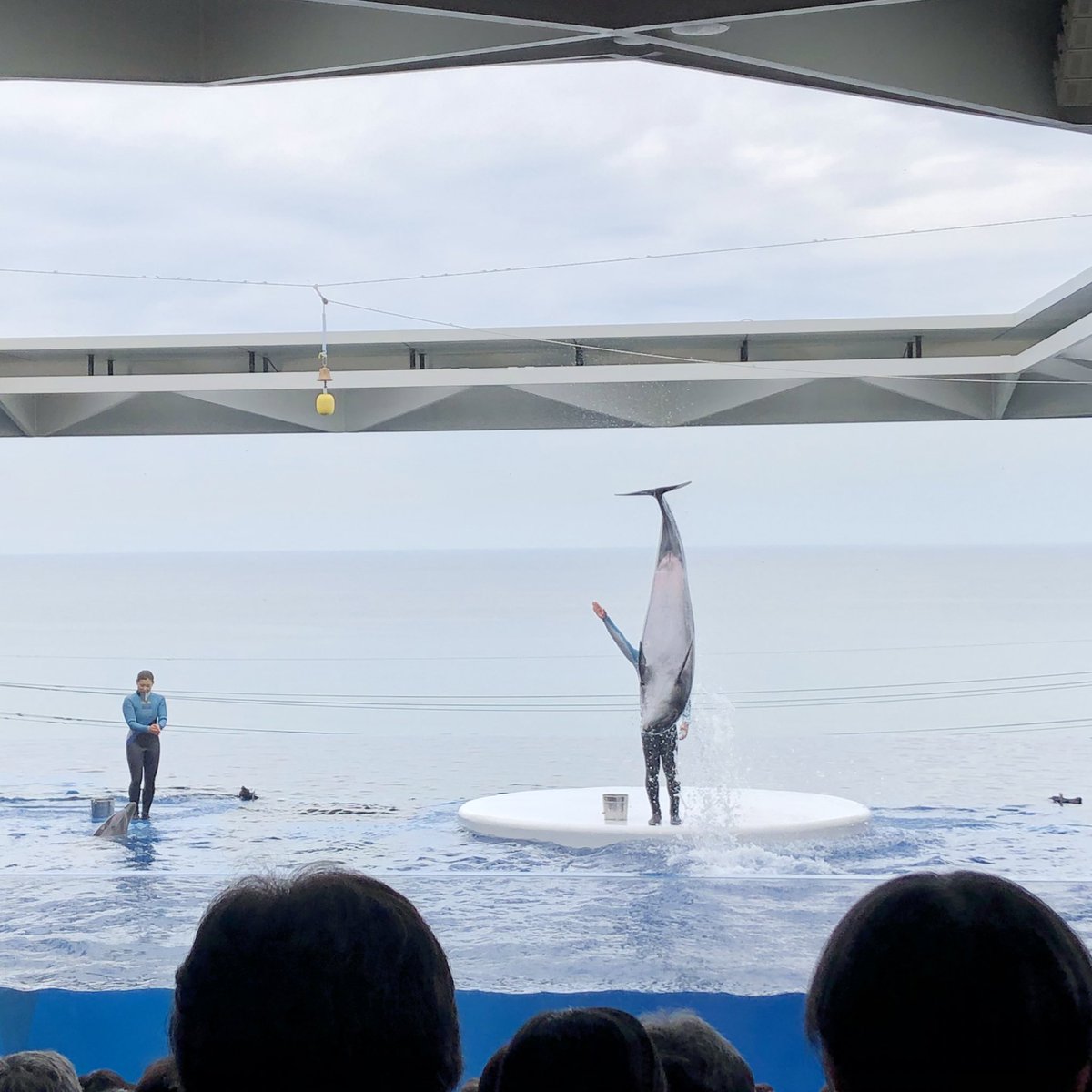 水族館失敗写真グランプリ候補 イルカショーでの絶妙なショットにより半魚人が出現 この写真で対抗します Togetter