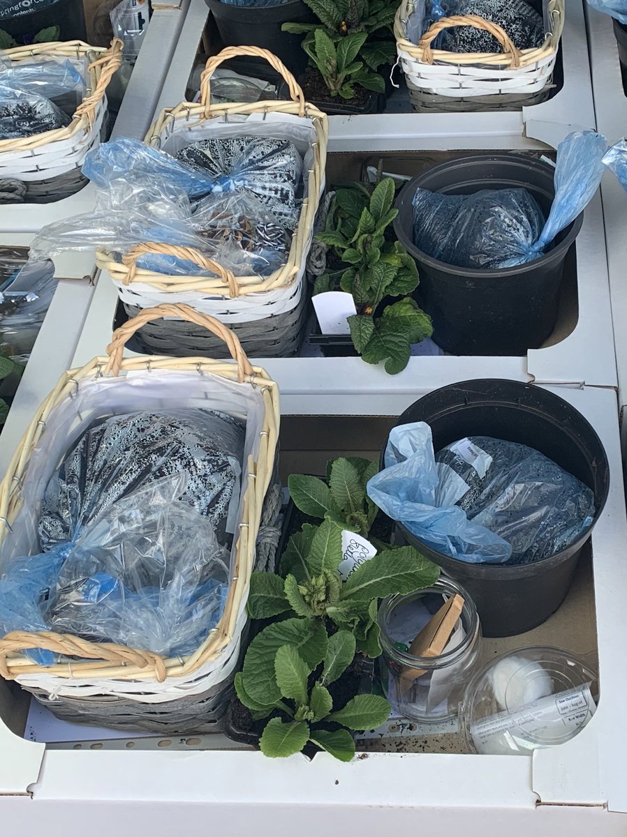 Out delivering these cracking #YGrowIt packs today 🤩💜 thanks <a href="/CalumYsortit/">Calum</a> and <a href="/AdminParklea/">Parklea Branching Out</a> for putting these together 👌🏻 amazing additional activities included too, not just growing 🤗
@MicYsortit <a href="/ysortit/">Y sort it</a> <a href="/GillianYsortit/">GillianYsortit</a> <a href="/WDCEducation/">WDC Education</a> <a href="/WDCouncil/">West Dunbartonshire Council</a> <a href="/LeamyFoundation/">Learn and Grow in WD</a>