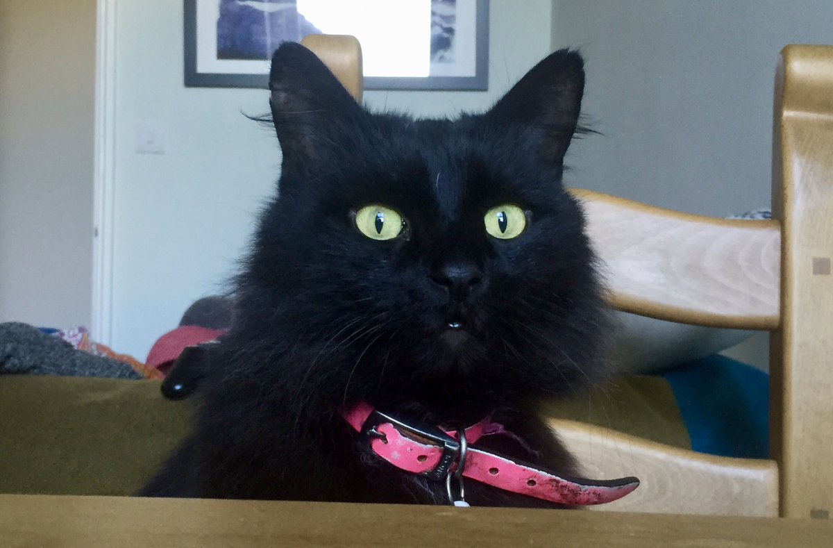 Giving me those “you have meats” eyes #CatsOfTwitter #cats