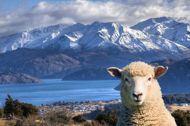 Wools of New Zealand tweet media