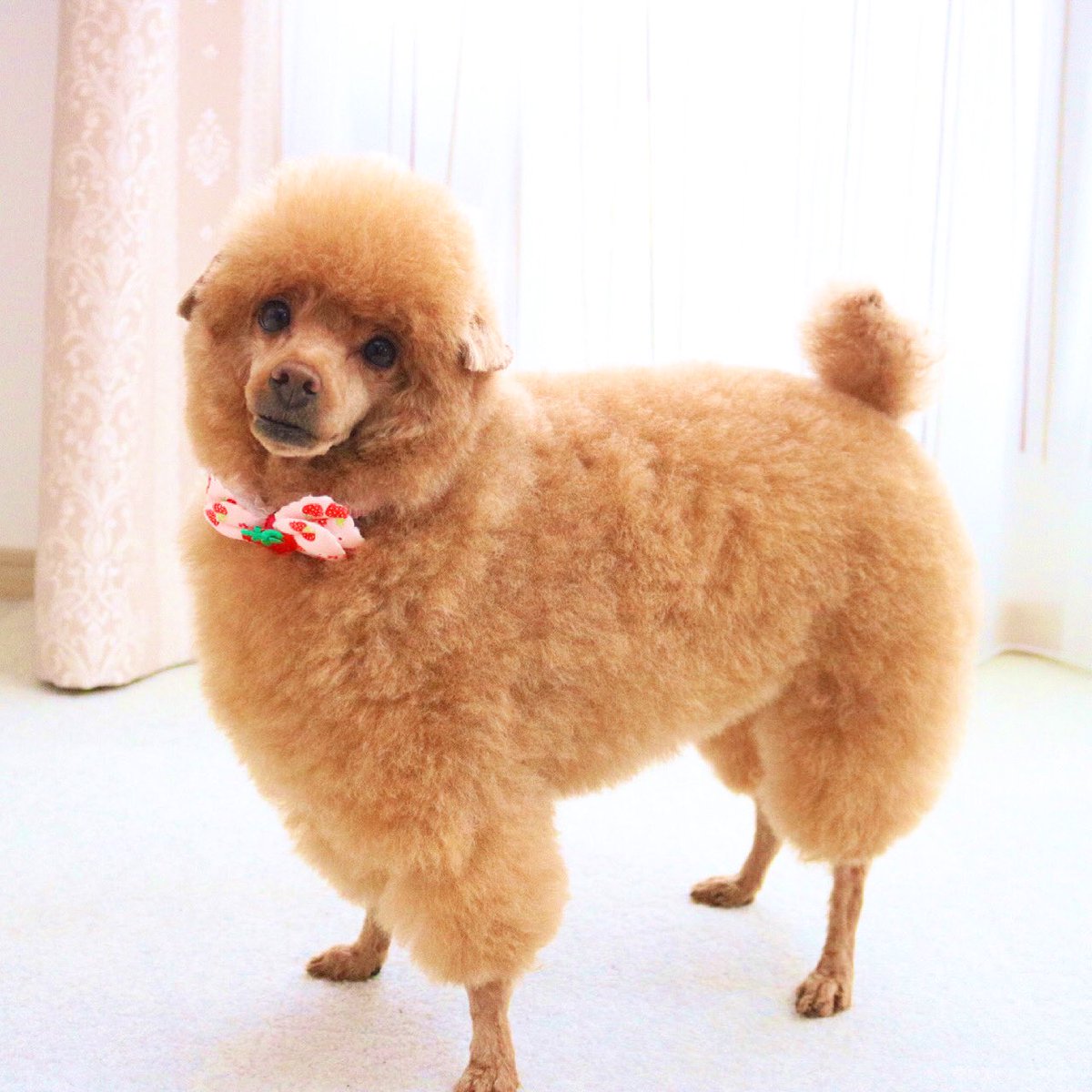 ぷりんとたると 完全に一致 トイプードル羊カット 羊カット かわいい トイプードル いぬのきもち 犬のいる暮らし ぷりんとたると 完全に一致 トイプードル羊カット 羊カット かわいい トイプードル いぬのきもち 犬のいる暮らし