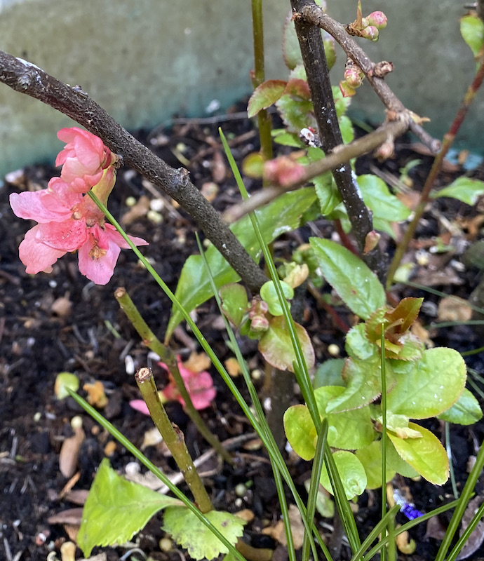 Lockdown Diary – Clean Up - grumpyoldbirder.com/clean-up/ ['Subscribing' to Grumpy Old Birder posts is very easy... complete the form on the right of the blog post and click the confirm link which is sent so you won’t miss a post.]