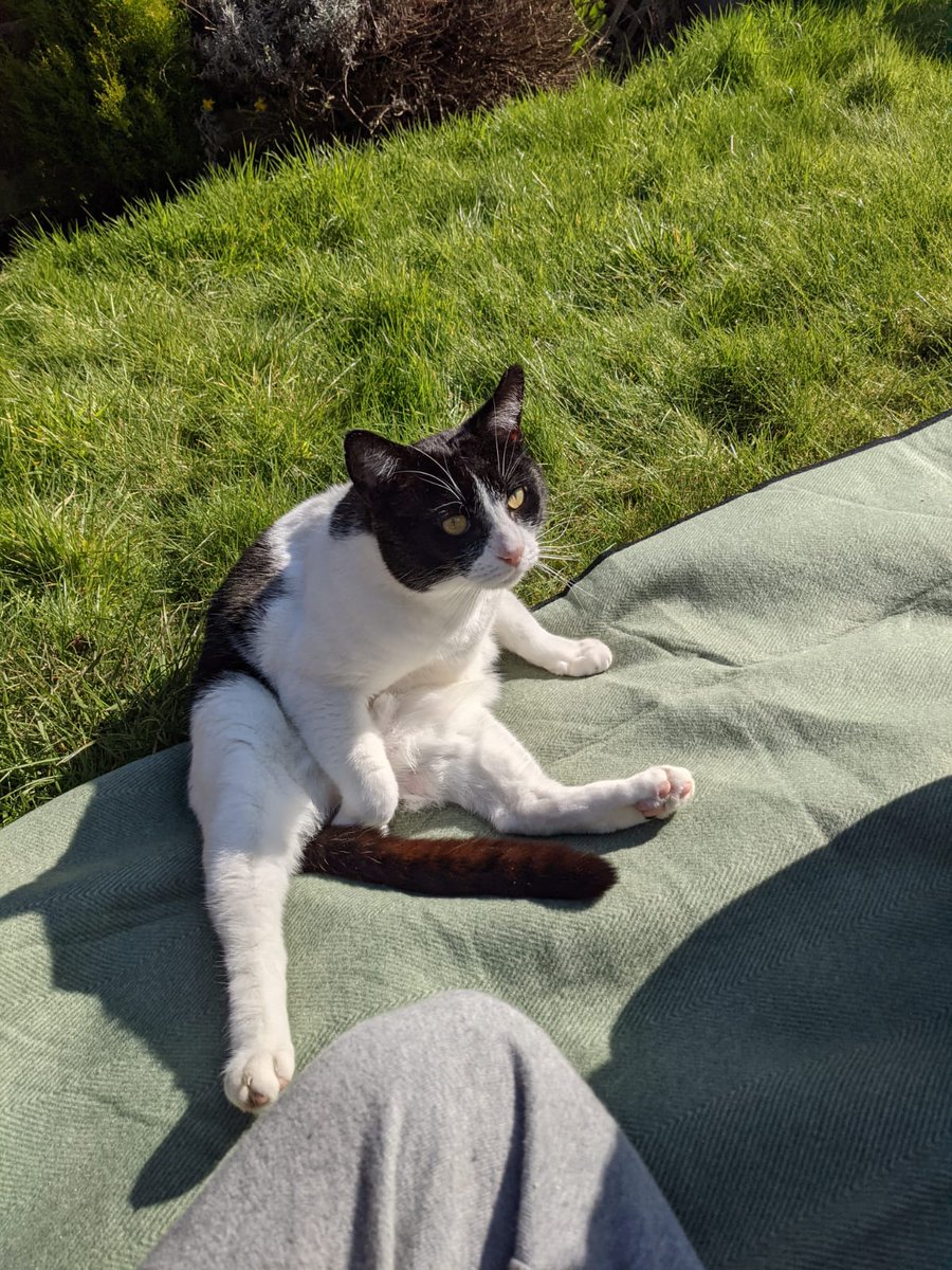 Anyway, if you're not here for my ramblings on class, here's a picture of Tony enjoying the sunshine yesterday. He's returned to his cosy spot on the sofa today 🌧️