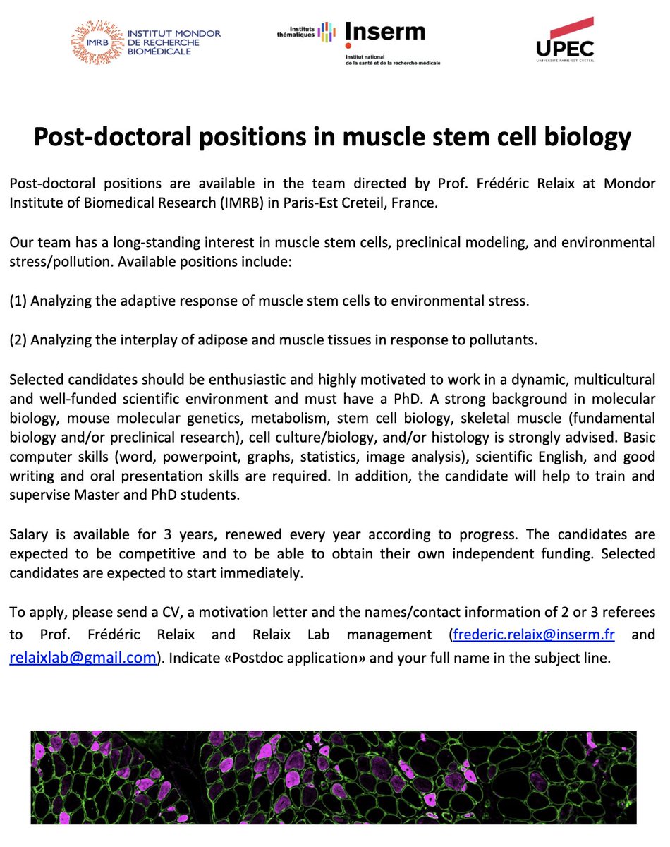 My lab is looking for post-doctoral fellows interested in deciphering the molecular mechanisms regulating muscle stem cell stress response to environmental insults. Please distribute or contact me if you are interested @IMRB_Mondor <a href="/Inserm/">Inserm</a> <a href="/UPECactus/">UPEC</a> <a href="/Telethon_France/">AFM-Téléthon</a> #MyoTwitter