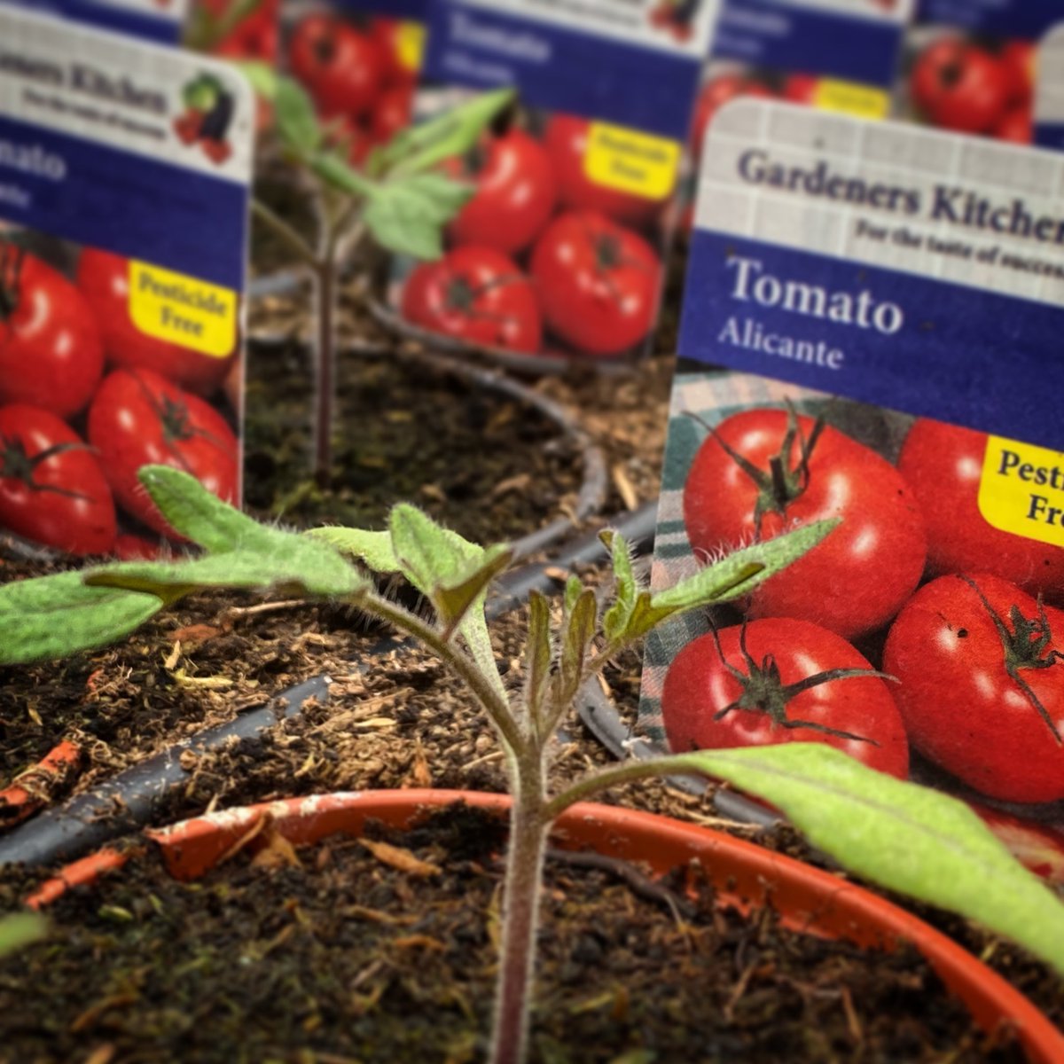 Gardeners Kitchen tweet media