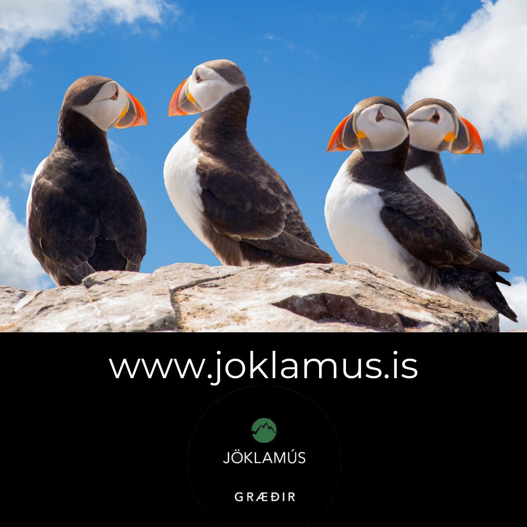 Jöklamús - Græðir
Jöklamús - Varagræðir
Jöklamús - Brjósta-og Bossakrem

joklamus.is