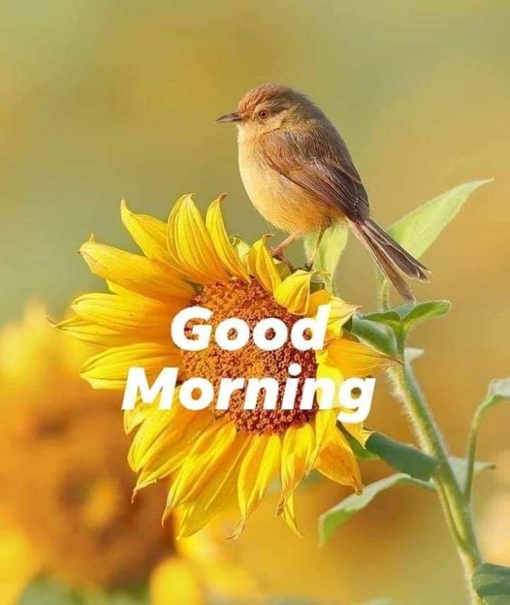 <a href="/CalcuttMarina/">Calcutt Boats Ltd</a> Good Morning All...
#Goodmorning #Haveagreatday #Calcuttboats #Holidayhireboats #Midlandsmarina #Grandunioncanal #Boatyardservices #nature #Countryside #canal #Enjoy