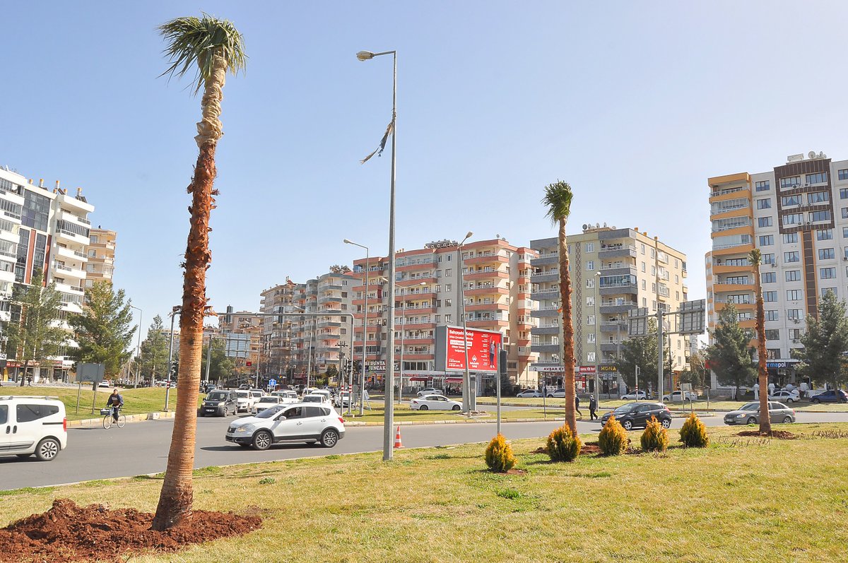 diyarbakir buyuksehir belediyesi a twitter mahabad bulvarinin havasi degisti vatandaslarimizin taleplerini dikkate alarak dunya kavsagi na diktigimiz palmiye agaclari kentte ayri bir renk katti kis aylarinda agaclari korumak icin onlemler