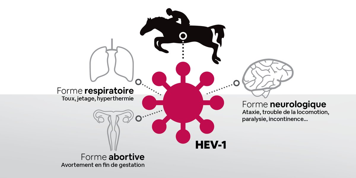 oniris_officiel's tweet photo. Le secteur du #cheval de sport européen doit actuellement faire face à une #epidemie d'herpèsvirose de type 1 (HEV1 - rhinopneumonie).
En savoir + : https://t.co/HO5vaM5J8q et sur le site du @respe_network https://t.co/qUHig5St3N https://t.co/4kuAGk6aTM