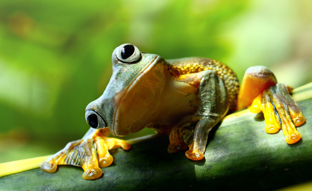 p_visentin's tweet photo. Il ▶️manager anfibio◀️: chi è? quali le sue abilità? 🐸
Ce lo racconta @fondazionecuoa 👇
https://t.co/PUdZk8jaZP https://t.co/Kwt26X6EPU