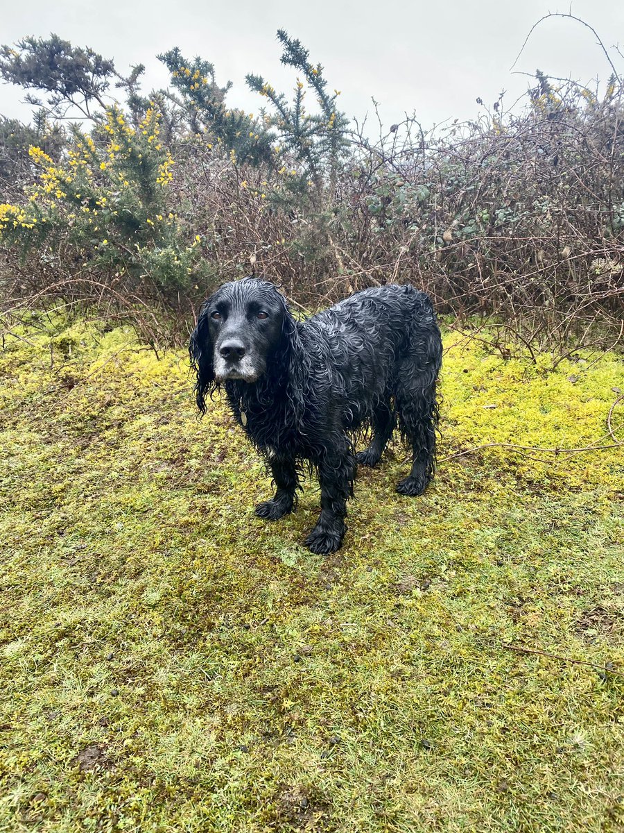 kluedo's tweet photo. What a difference a day makes horses ridden and pooch walked in lovely sunshine yesterday and today horses are having a duvet day and the dog had a very wet and windy walk ☔️💨 🙈 #workingcocker #spaniel #dressage #eventing https://t.co/wDrSg0eA4d https://t.co/alvRMm6cTA