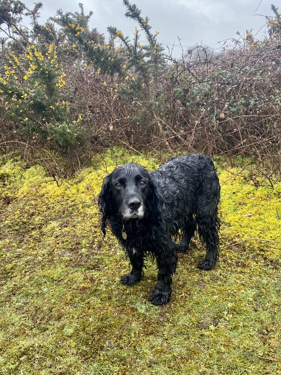 kluedo's tweet photo. What a difference a day makes horses ridden and pooch walked in lovely sunshine yesterday and today horses are having a duvet day and the dog had a very wet and windy walk ☔️💨 🙈 #workingcocker #spaniel #dressage #eventing https://t.co/wDrSg0eA4d https://t.co/alvRMm6cTA